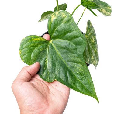 Anthurium pedatoradiatum aurea variegated - Plantstop.us