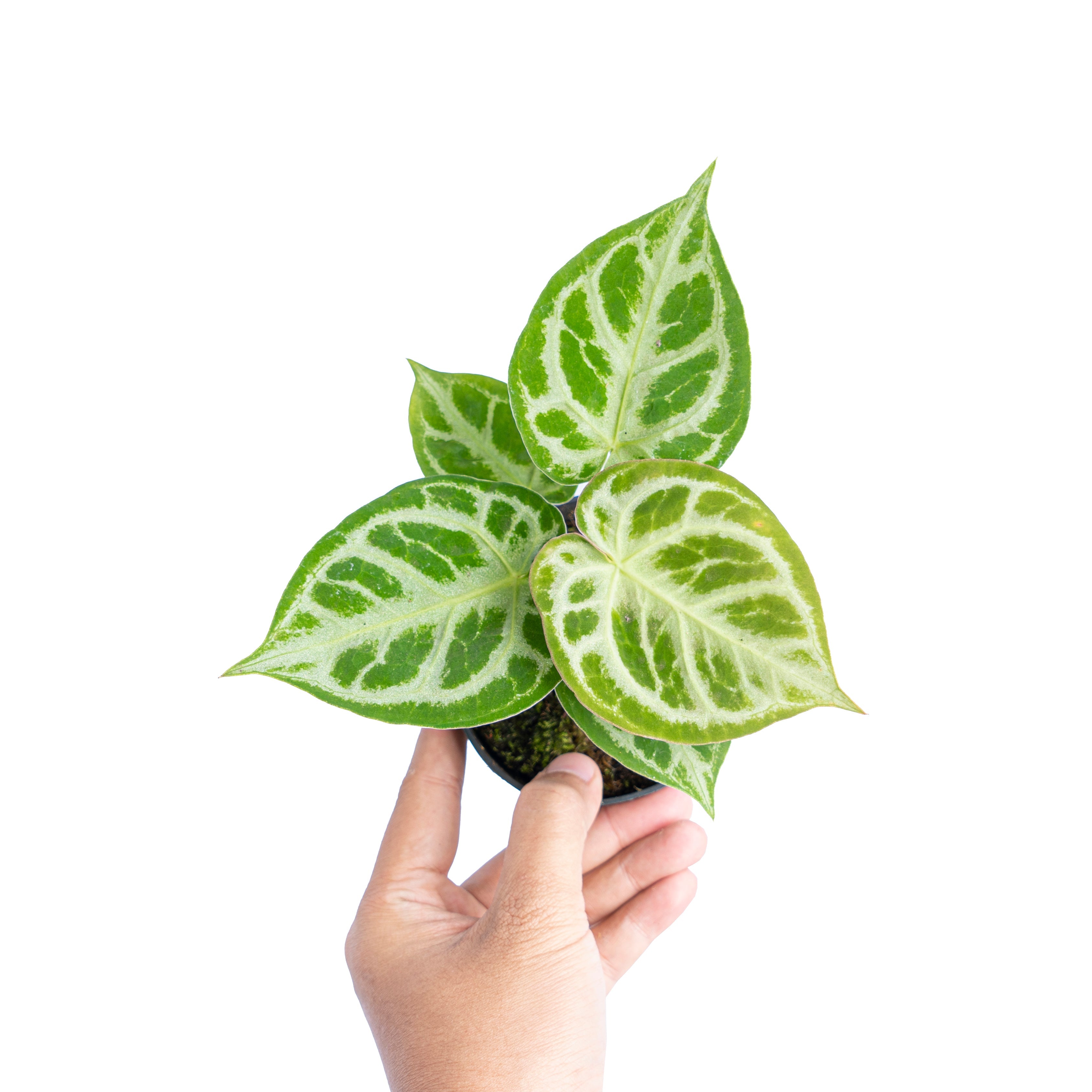 anthurium dorayaki silver Silver Blush Anthurium