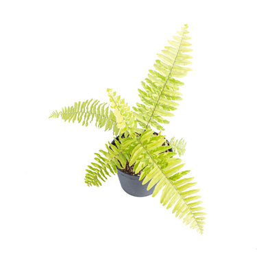 Nephrolepis exaltata variegated - Aroidmarket
