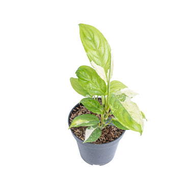 Aglaonema modestum variegated - Plantstop.us