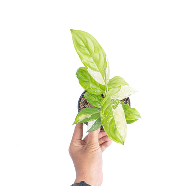 Aglaonema modestum variegated - Plantstop.us