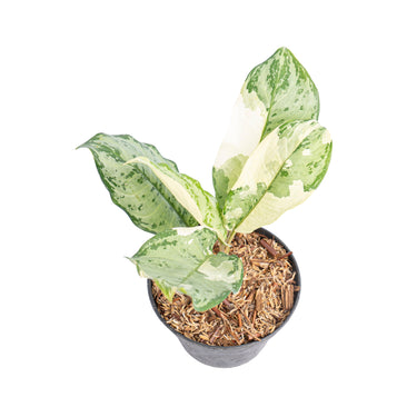 Aglaonema comutatum variegated - Plantstop.us