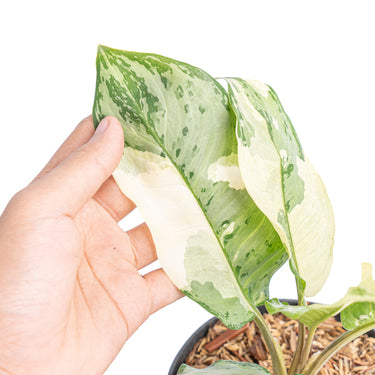 Aglaonema comutatum variegated - Plantstop.us