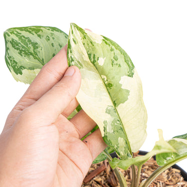 Aglaonema comutatum variegated - Plantstop.us