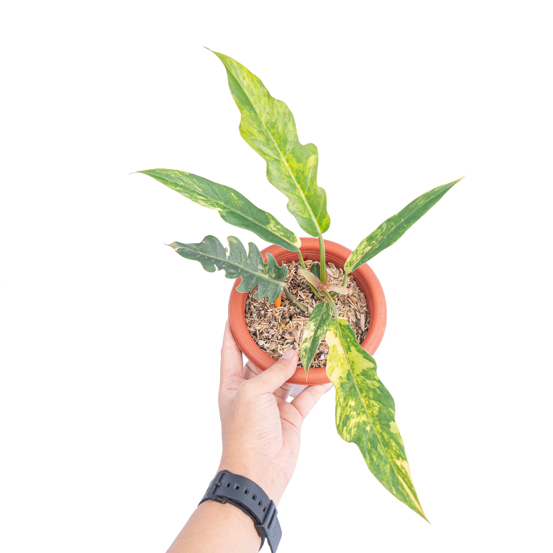 Philodendron caramel marble variegated – Plantstop.us