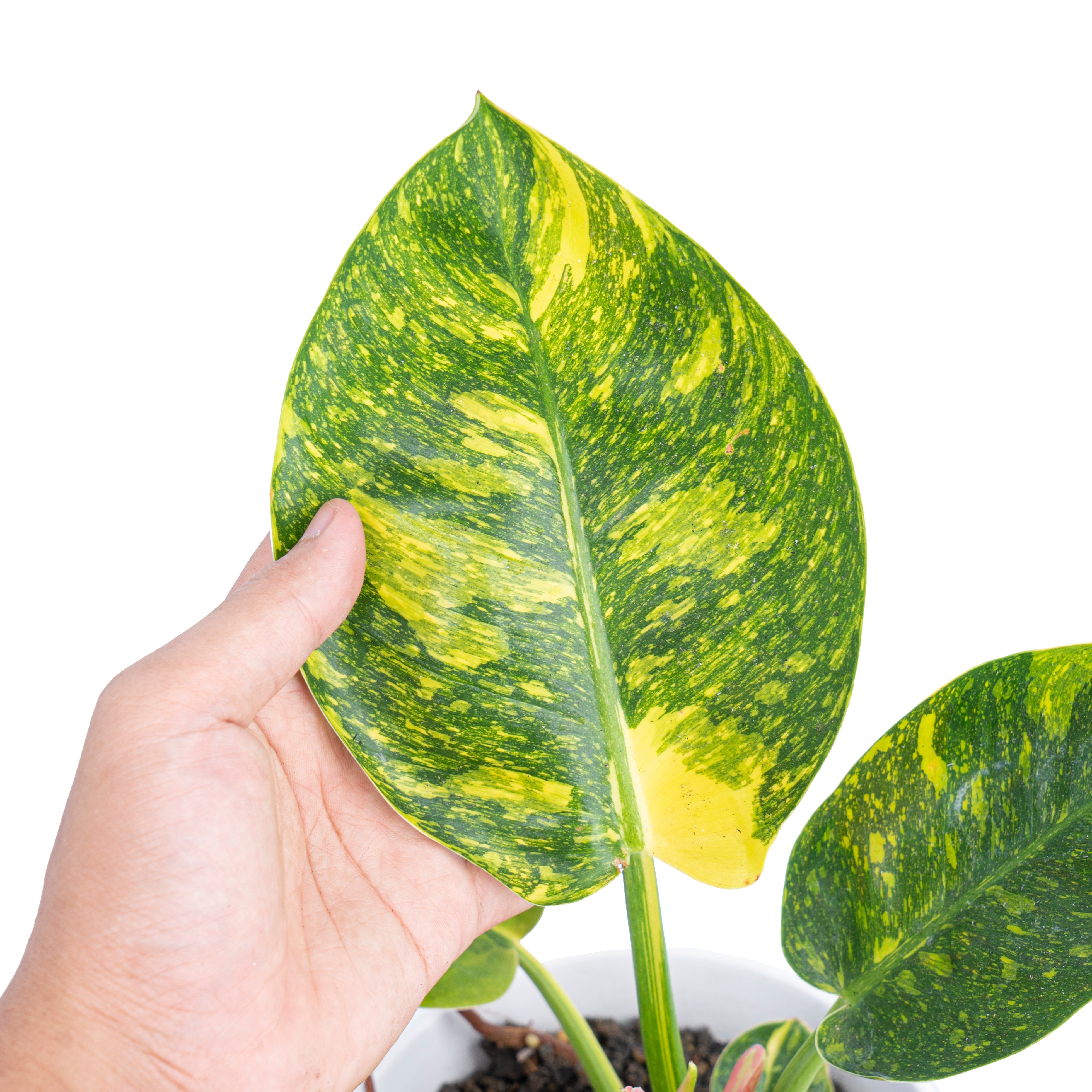 philodendron green congo marble variegated Philodendron Green congo marble variegated – Plantstop.us