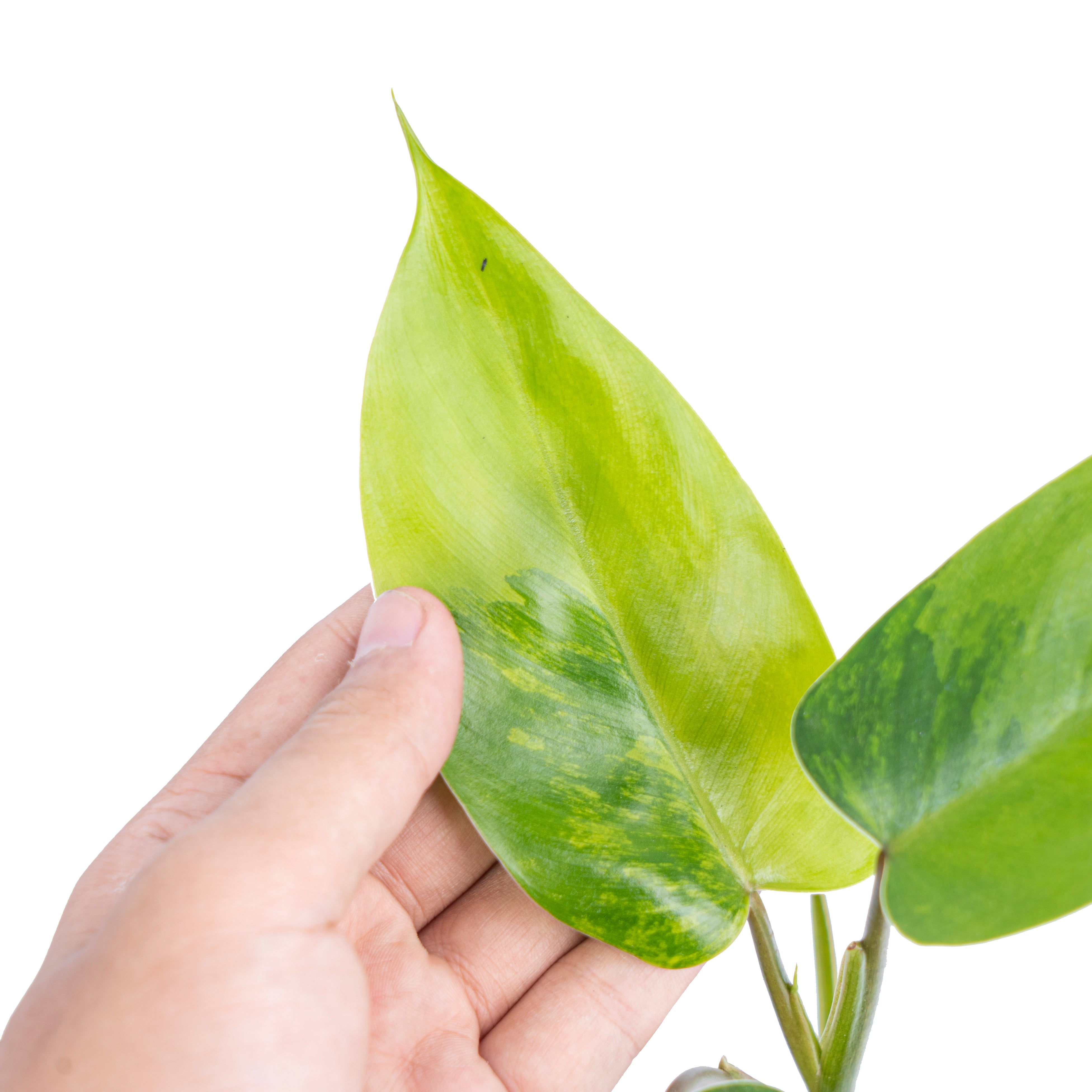 philodendron avocado shake Philodendron avocado shake