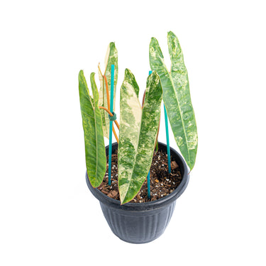 Philodendron Billietiae Variegated  Mature size 