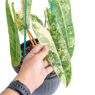 Philodendron Billietiae Variegated  Mature size 