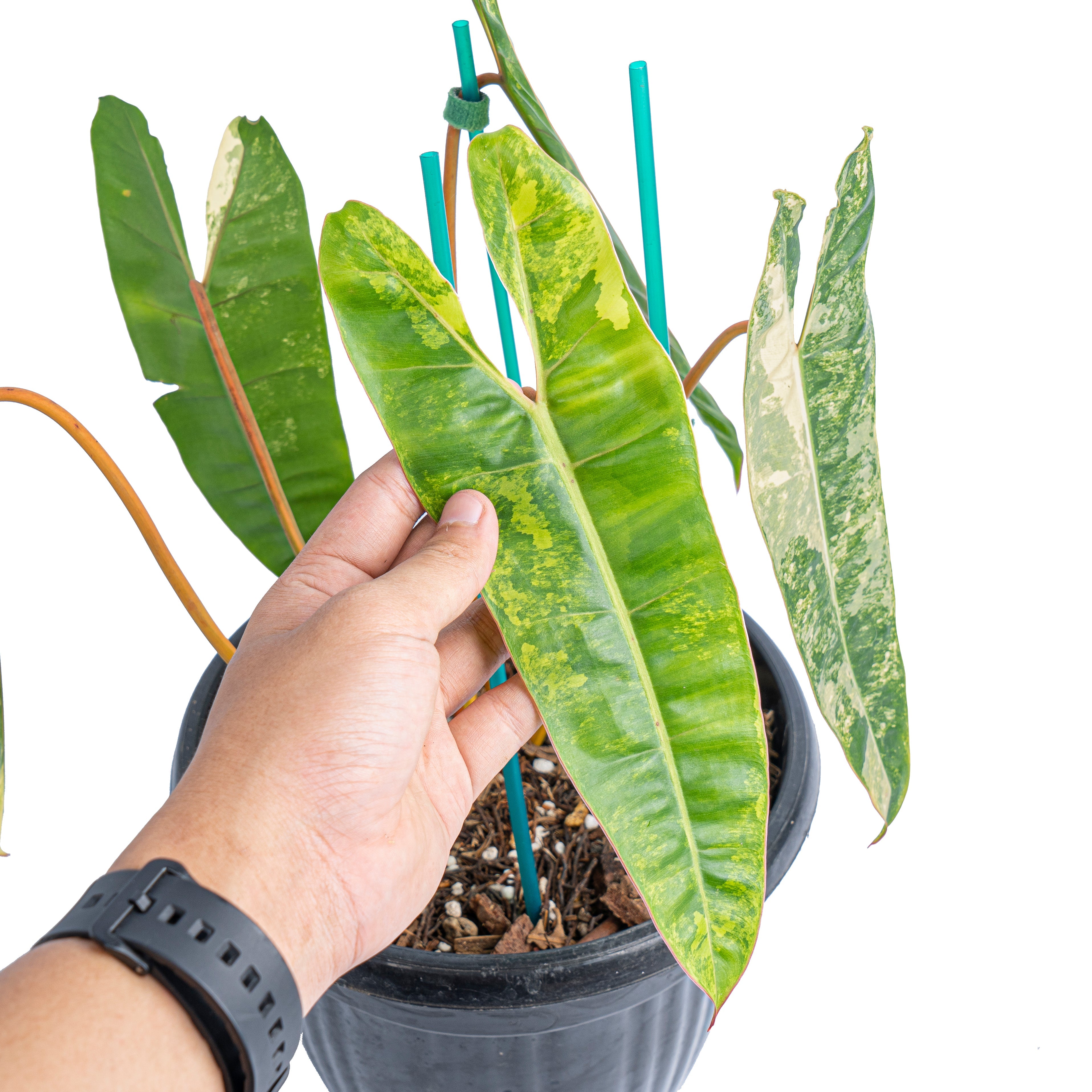 philodendron billietiae variegated Philodendron 'Billietiae' Variegated (wk10-J)