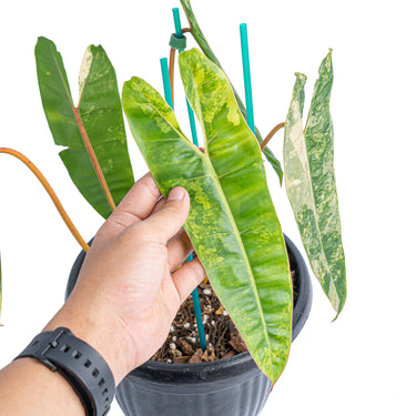 Philodendron Billietiae Variegated  Mature size