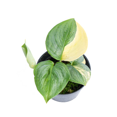 Scindapsus moonlight aurea variegated