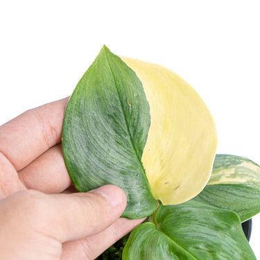 Scindapsus moonlight aurea variegated