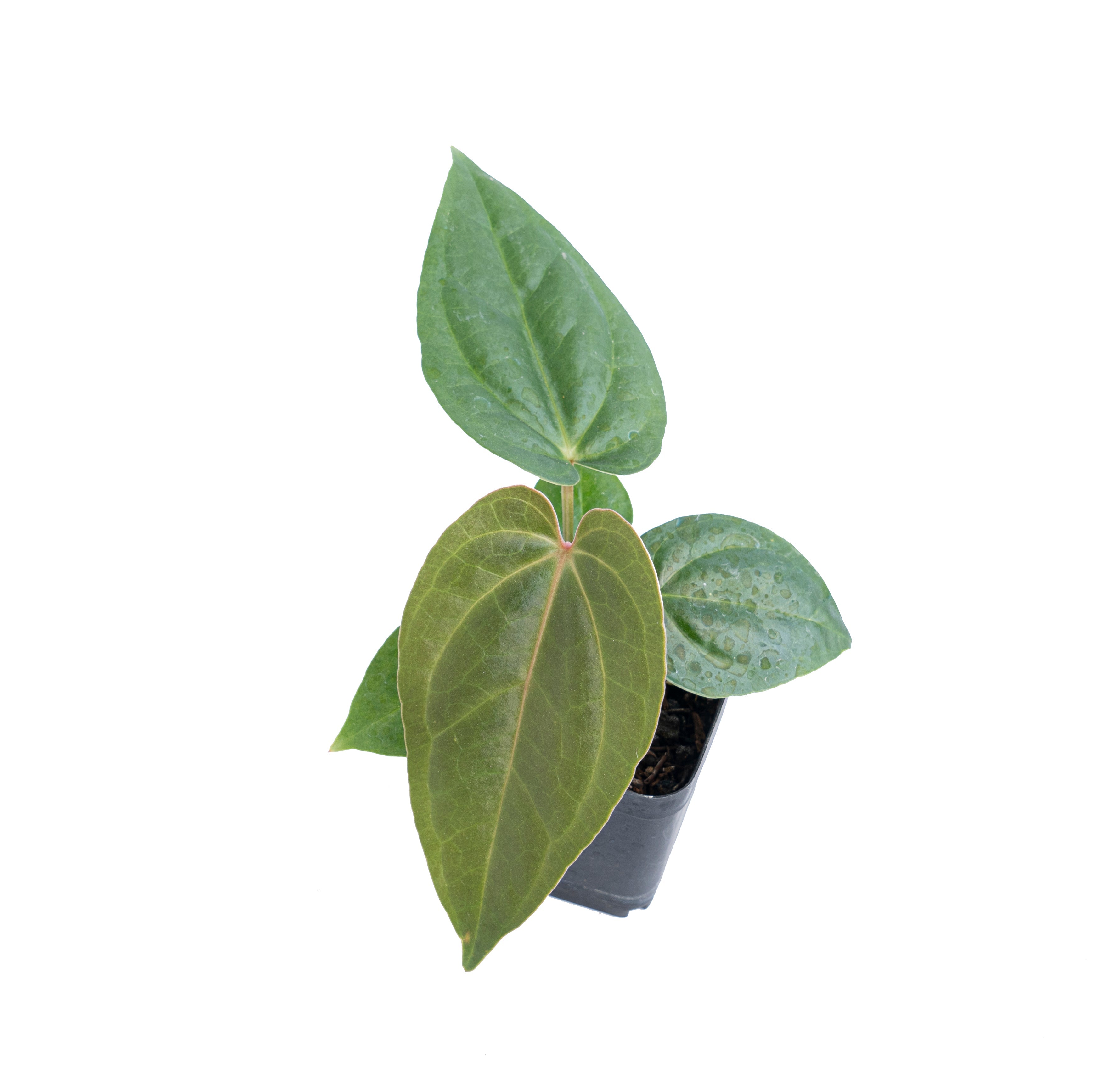 anthurium magnificum norte Anturium magnificum norte x nigrolaminum gigi – Plantstop.us