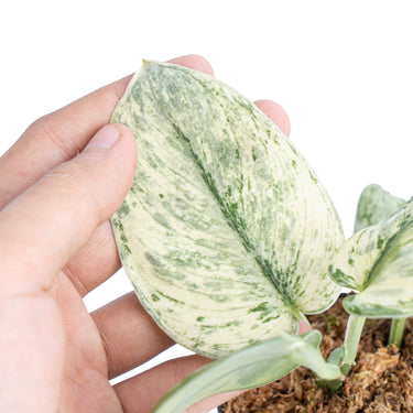 Scindapsus hologram variegated