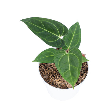 Anthurium Papillilaminum Legend - Plantstop.us