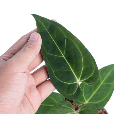 Anthurium Papillilaminum Legend - Plantstop.us