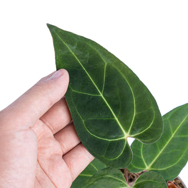 Anthurium Papillilaminum Legend - Plantstop.us