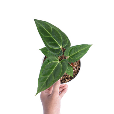 Anthurium Papillilaminum Legend - Plantstop.us