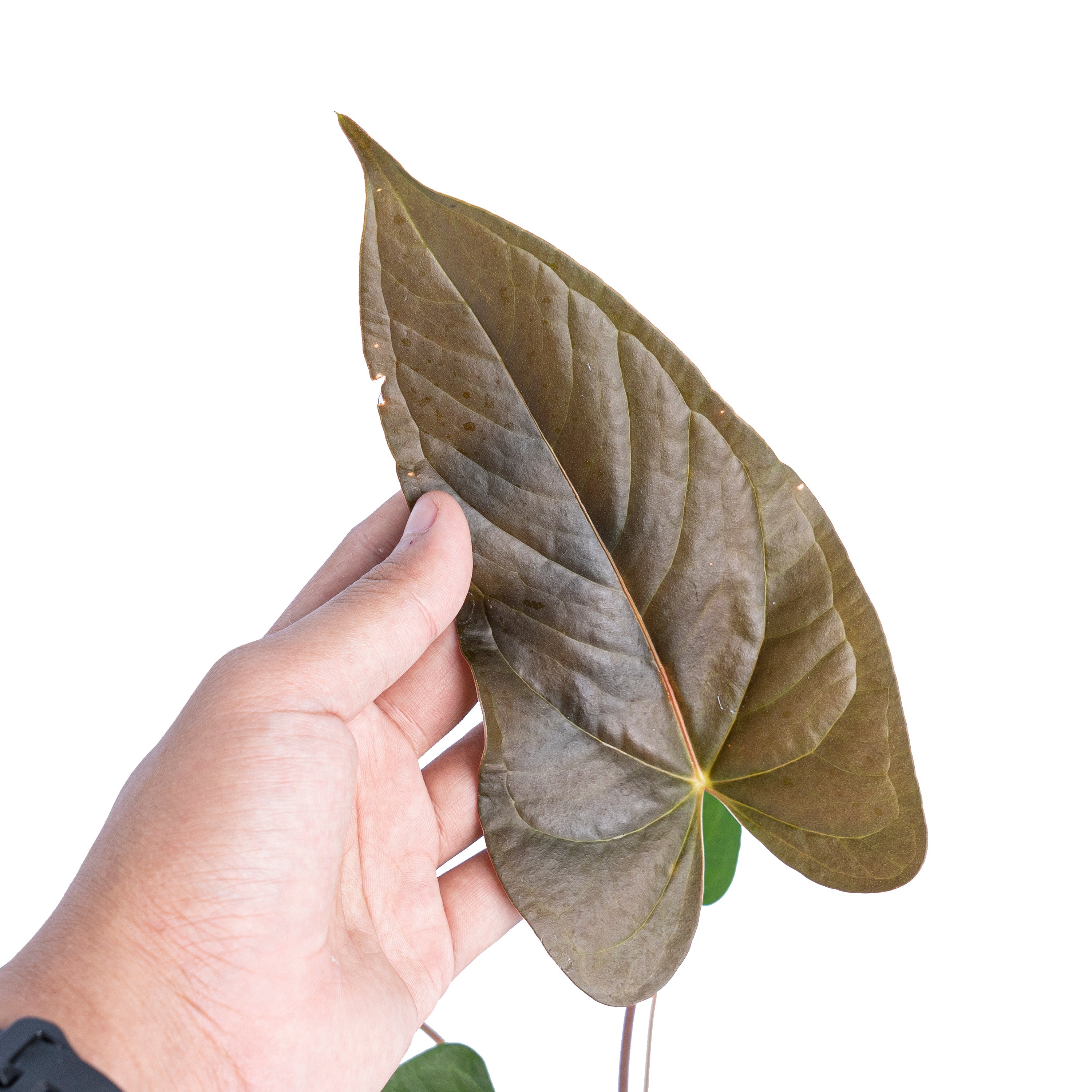 anthurium chamberlainii care Anthurium chamberlainii
