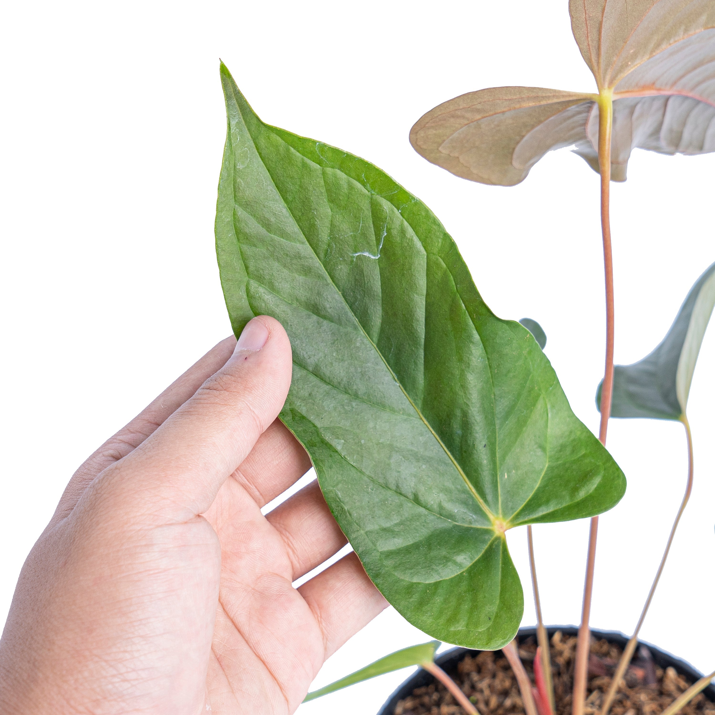 anthurium chamberlainii care Anthurium chamberlainii
