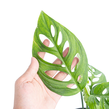 Monstera Esqueleto - Aroidmarket