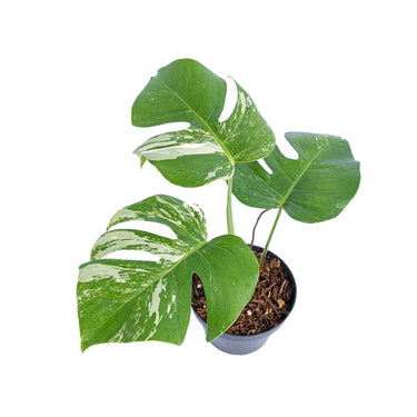 Monstera Albo Variegated