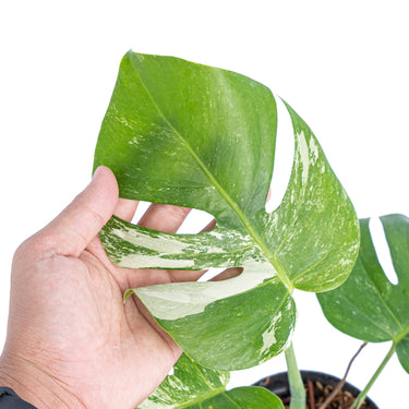 Monstera Albo Variegated