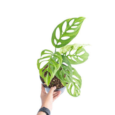Monstera Esqueleto - Aroidmarket
