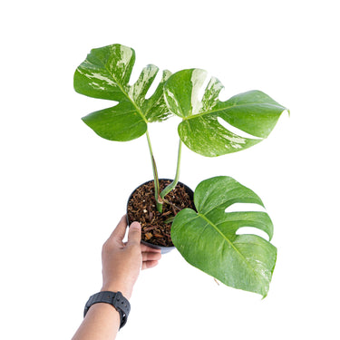 Monstera Albo Variegated