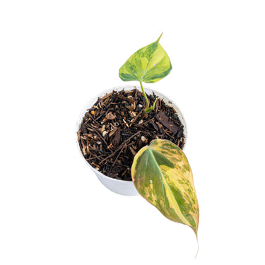 Philodendron micans variegated - Aroidmarket