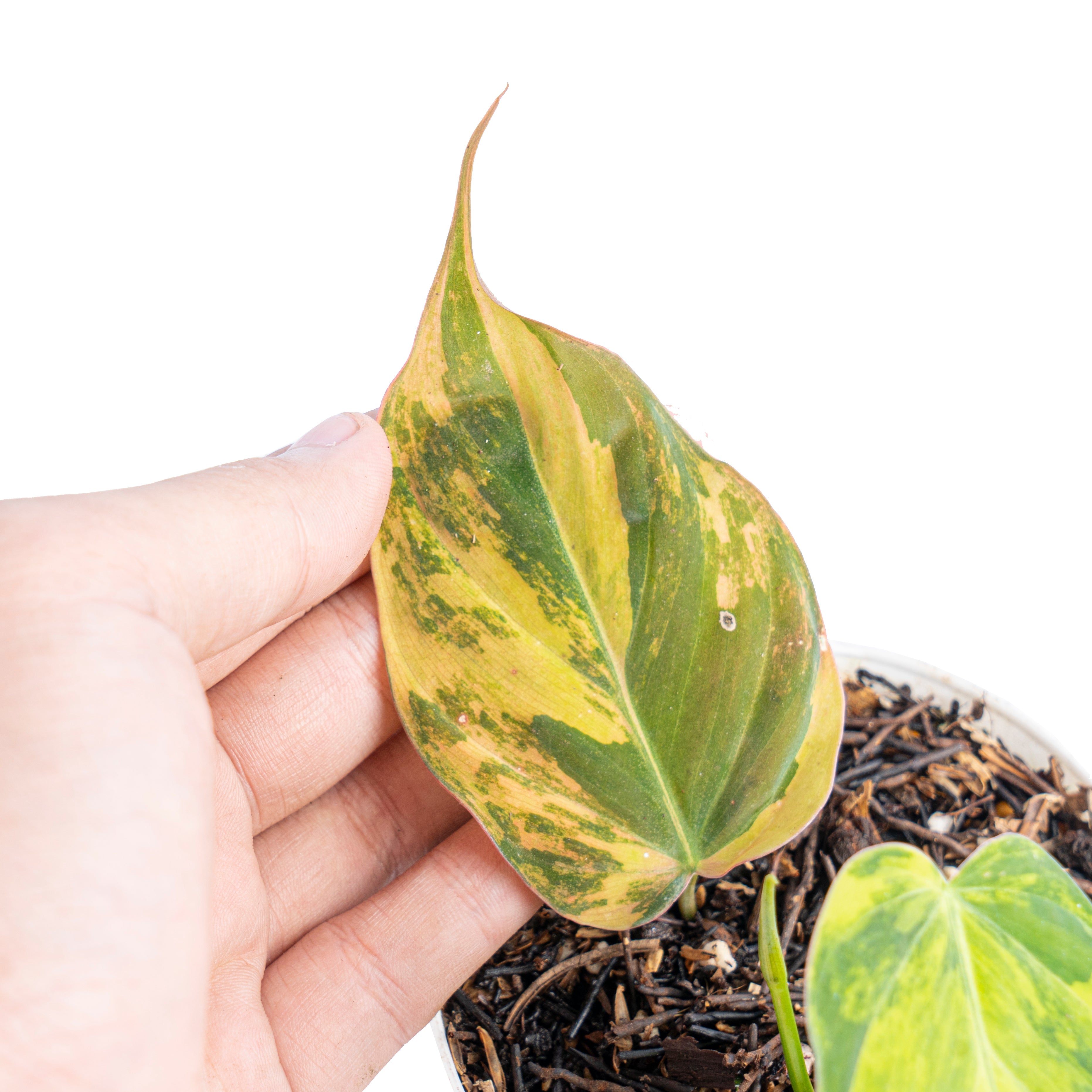 variegated philodendron micans Philodendron Mican Variegated 1