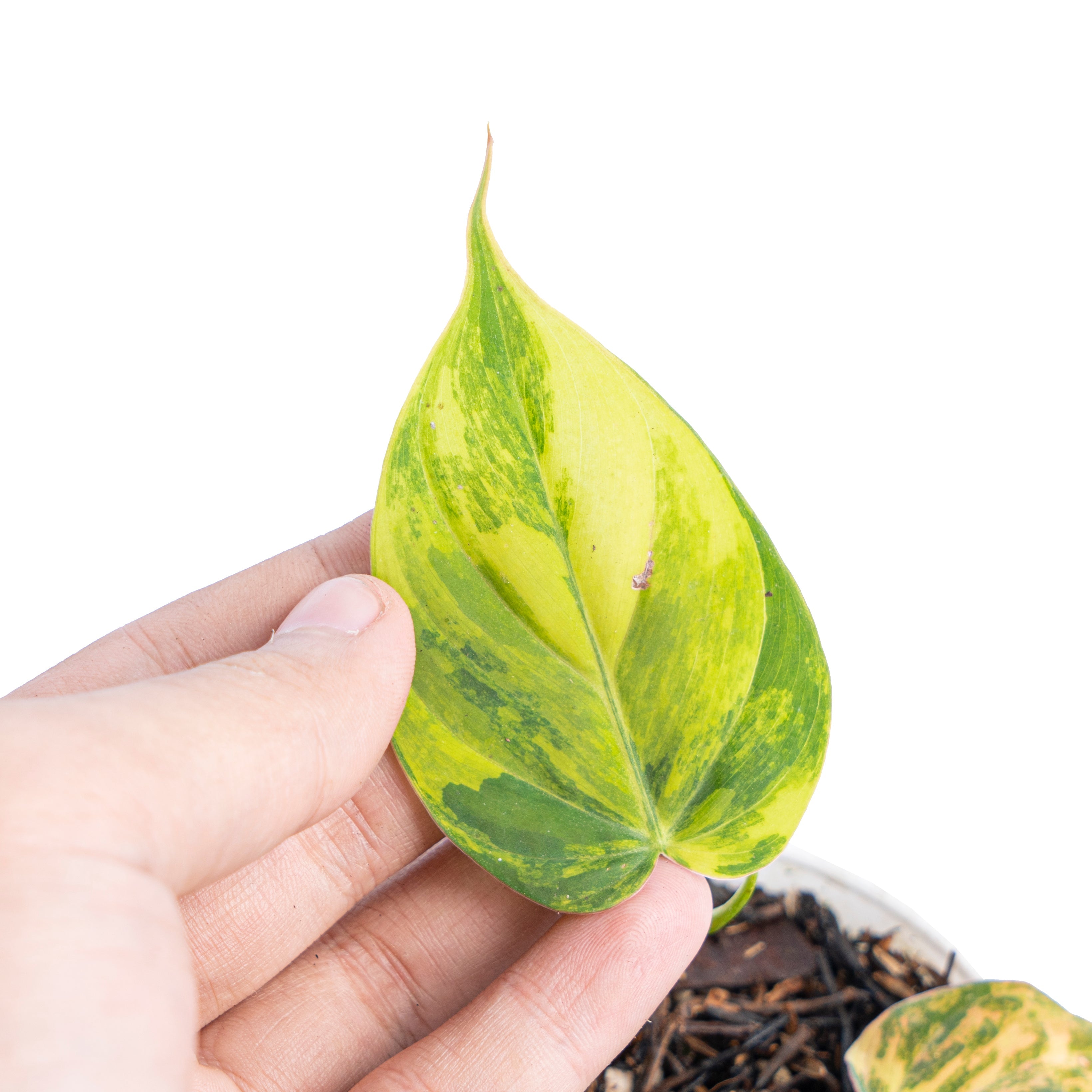philodendron micans wholesale Philodendron Mican Variegated 1