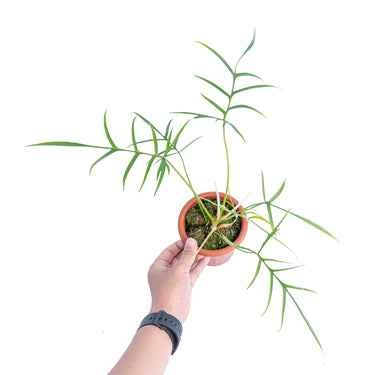 Philodendron polypodioides