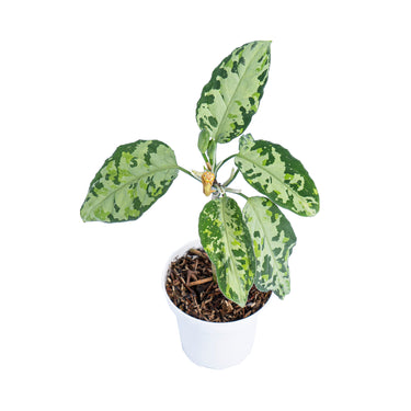 Aglaonema pictum tricolor cream - Plantstop.us