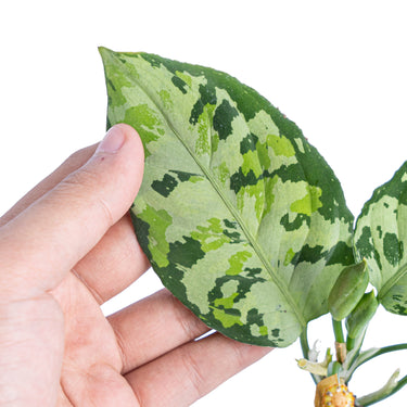 Aglaonema pictum tricolor cream - Plantstop.us