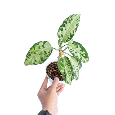 Aglaonema pictum tricolor cream - Plantstop.us