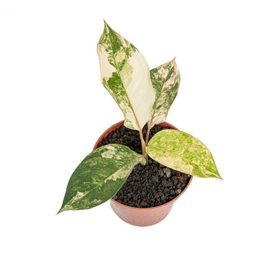 Aglaonema siam jade variegated - Plantstop.us