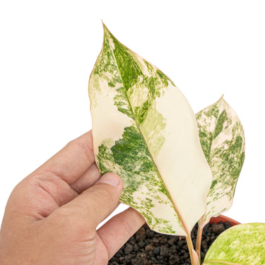 Aglaonema siam jade variegated - Plantstop.us