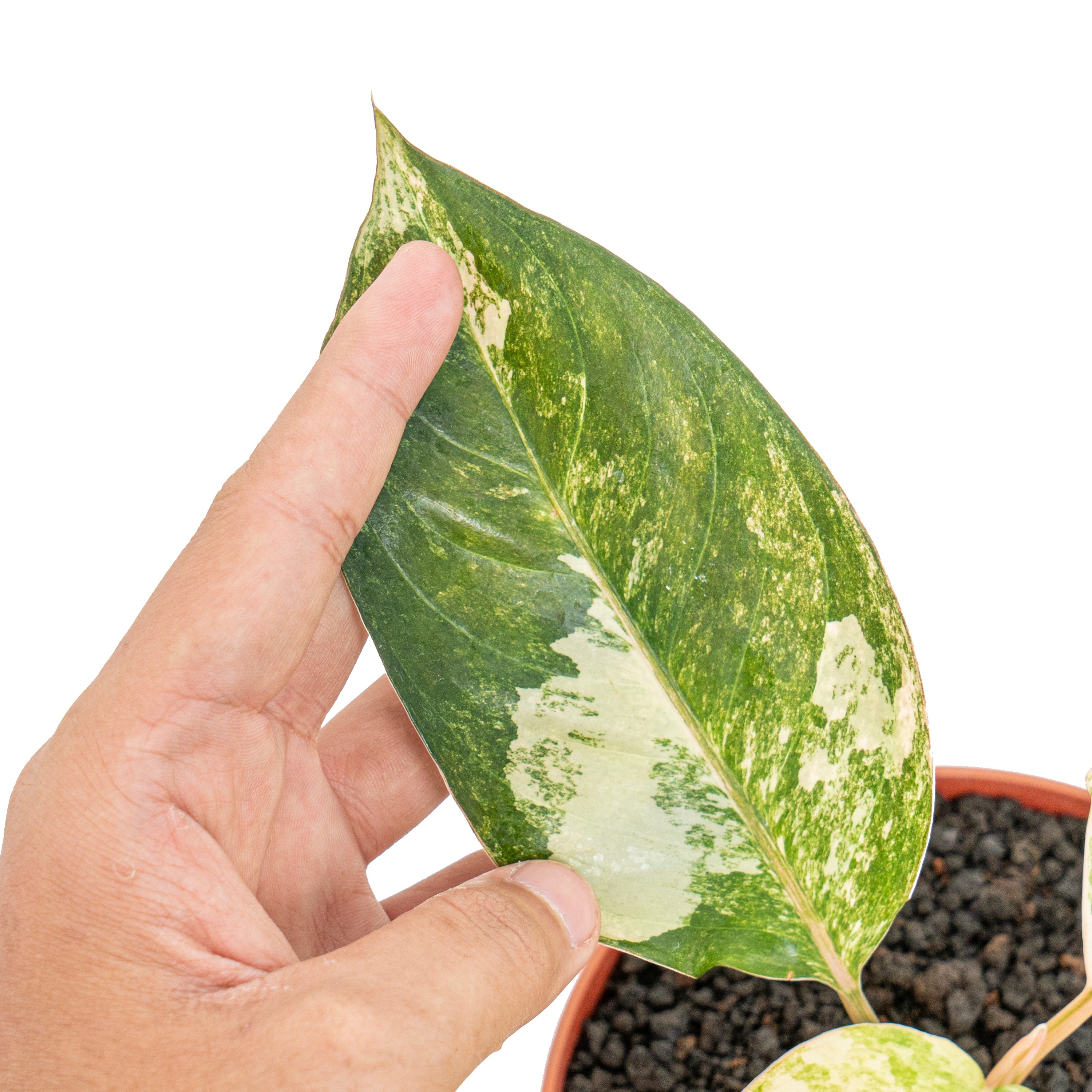aglaonema siam jade variegated Aglaonema sp. 'Siam Jade' Variegated (wk3-J)