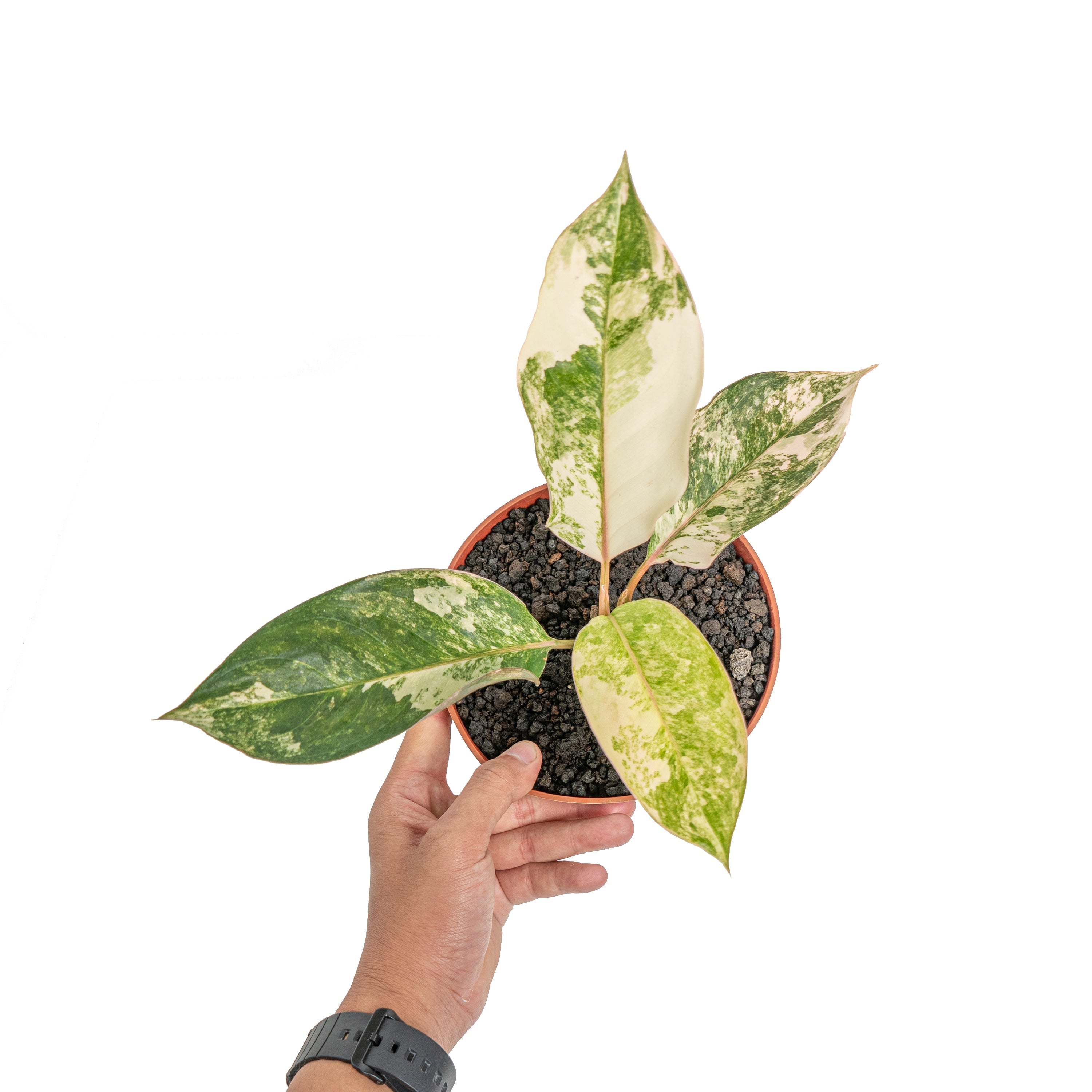 aglaonema siam wg Aglaonema sp. 'Siam Jade' Variegated (wk3-J)