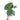 Anthurium king of spades  - Mature size