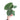 Anthurium king of spades  - Mature size