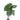 Anthurium king of spades  - Mature size