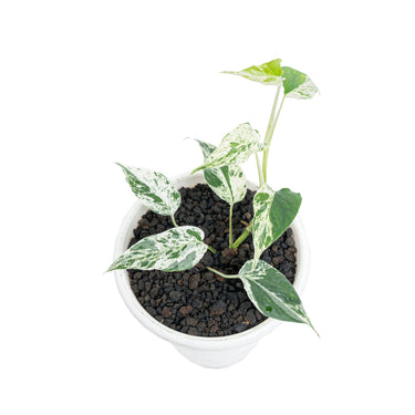 Epipremnum cebu blue varigated - Plantstop.us