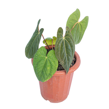 Anthurium dark phoenix