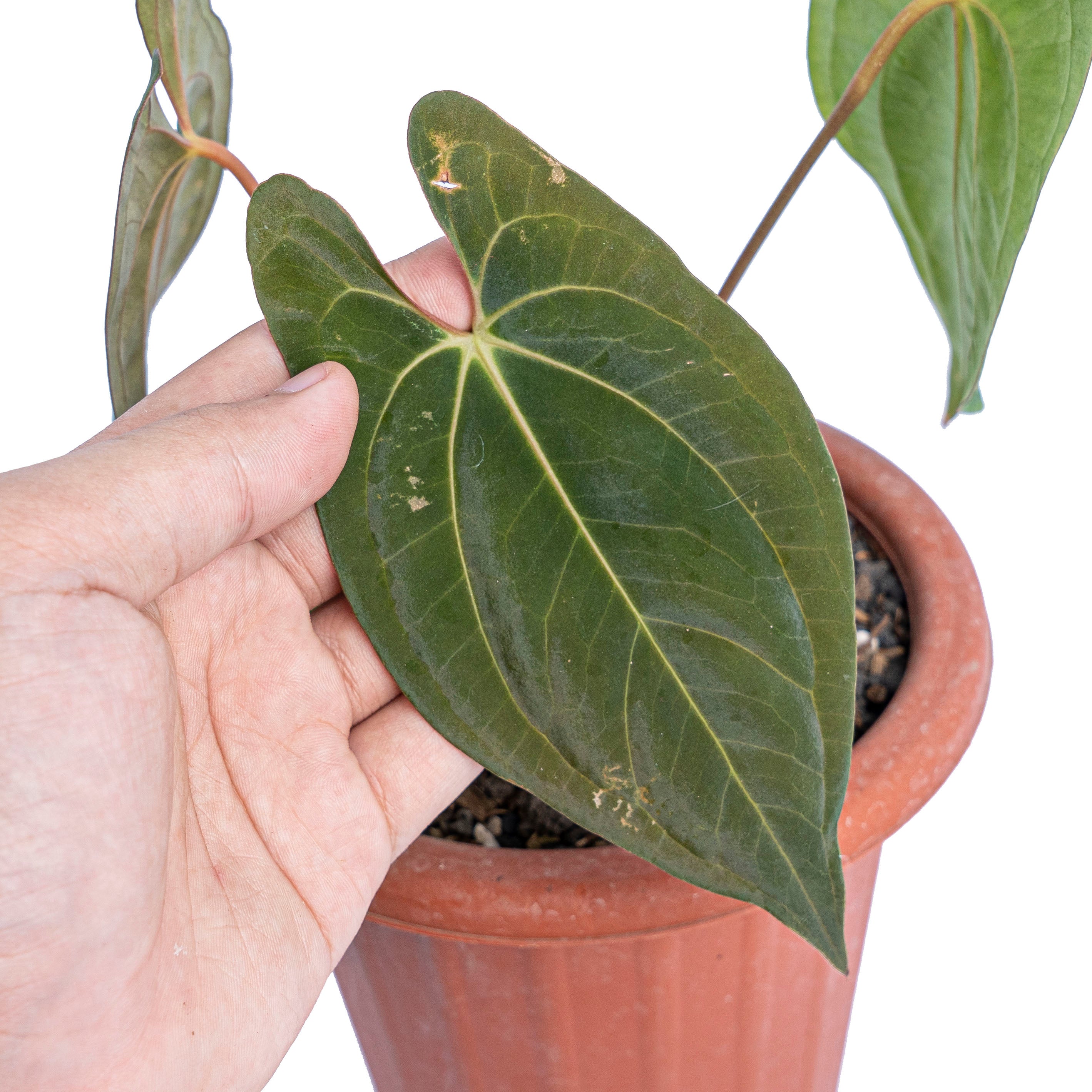 anthurium dark phoenix Anthurium dark phoenix – Plantstop.us