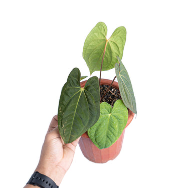 Anthurium dark phoenix