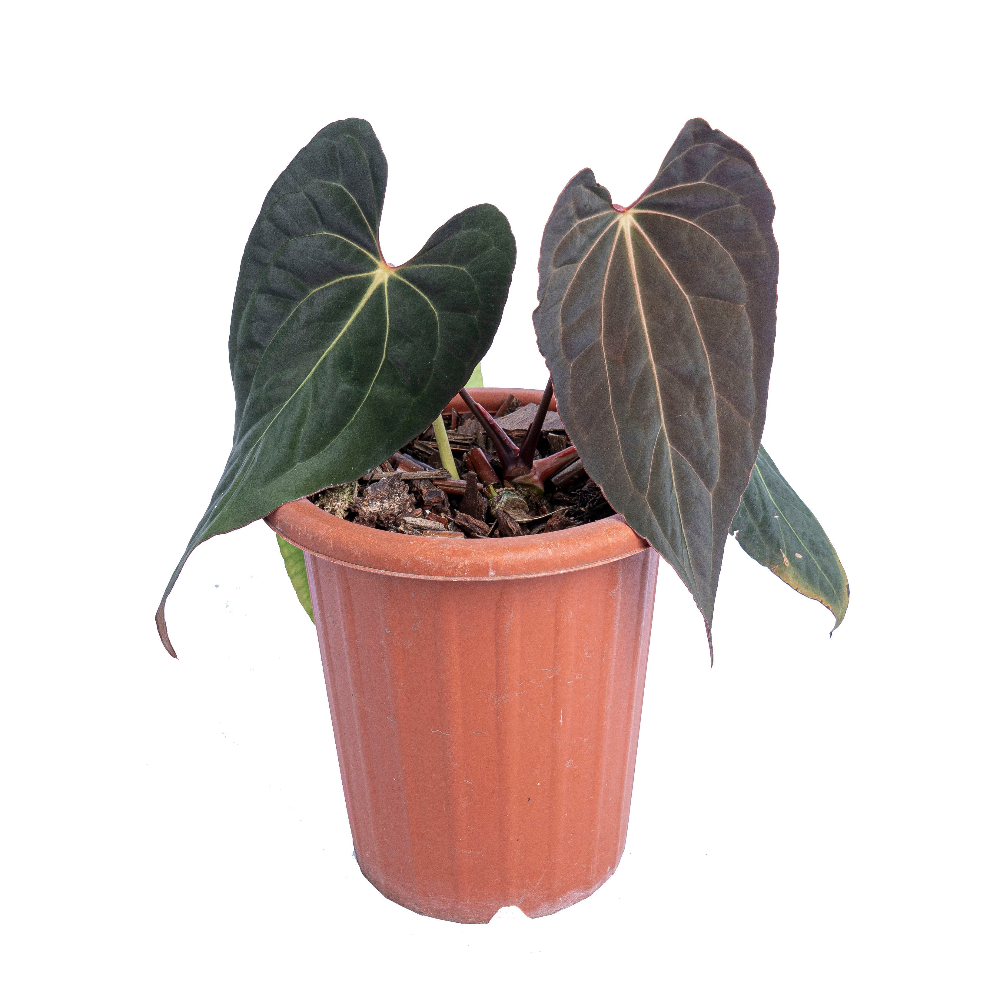 anthurium papillilaminum indonesia form Anthurium papillilaminum X-One TC Plantlet *Preorder*