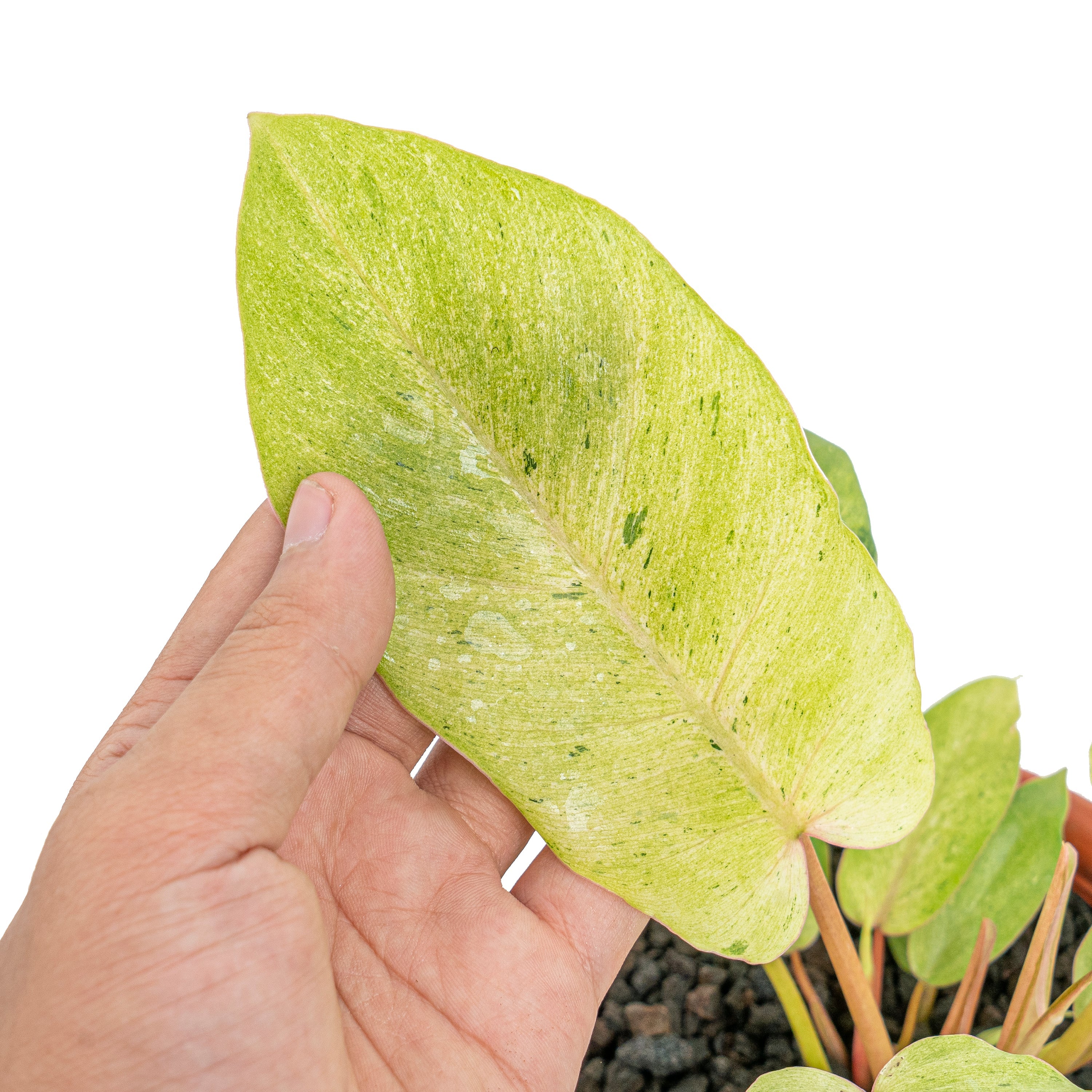 philodendron snowdrift variegated Philodendron snowdrift variegated – Plantstop.us